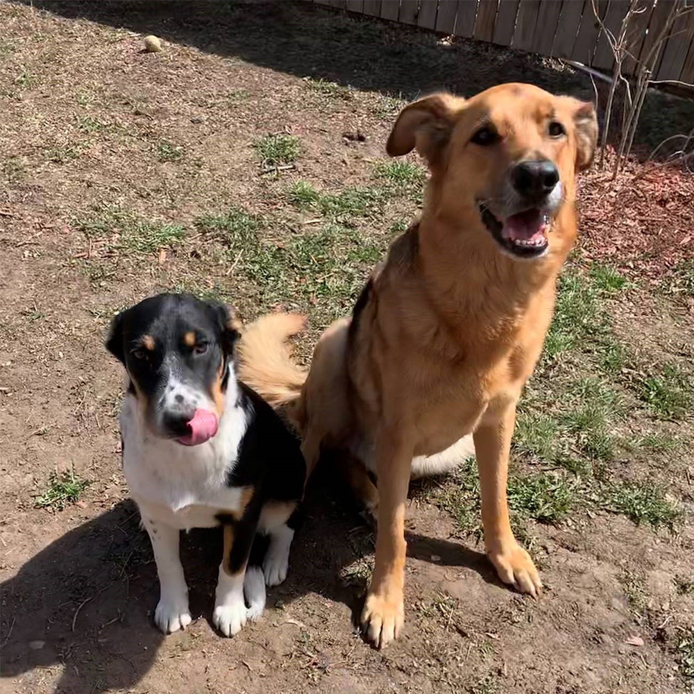 co-woofers-norman