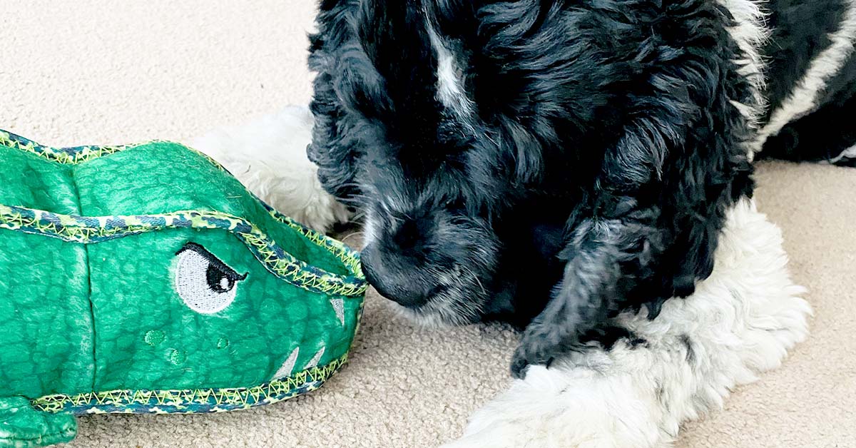Is Your Dog Tough on Toys? Meet Xtreme Seamz