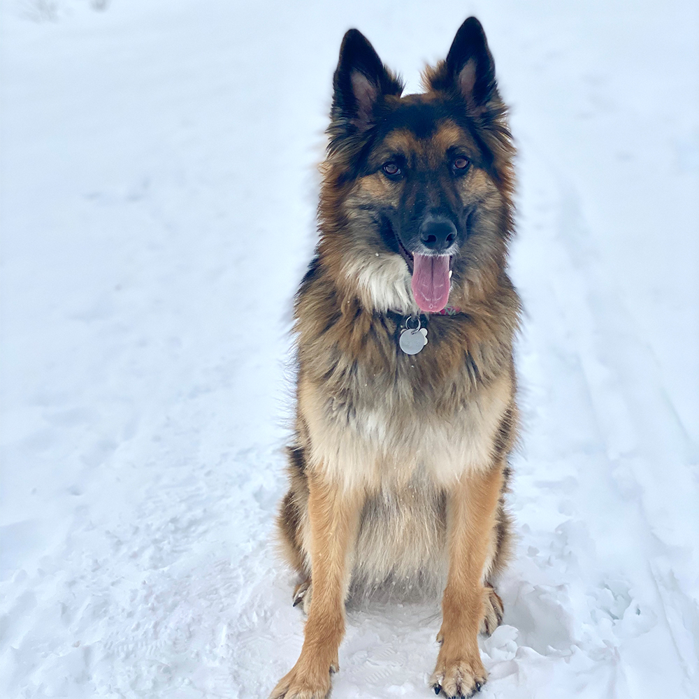co-woofers-stella