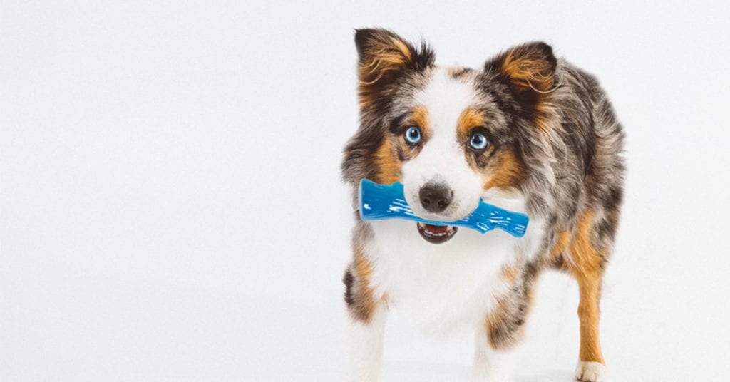australian shephard with dog chew toy