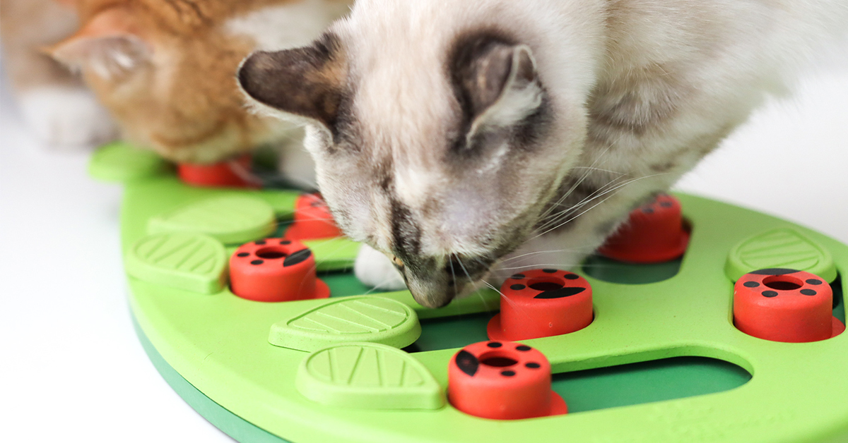 cat puzzle toy for bored cats