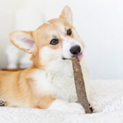 corgi with a dog chew toy