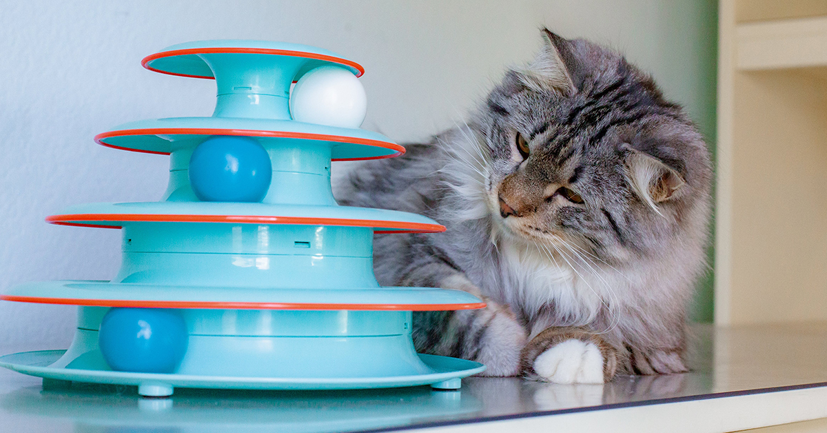 cat playing with track toy