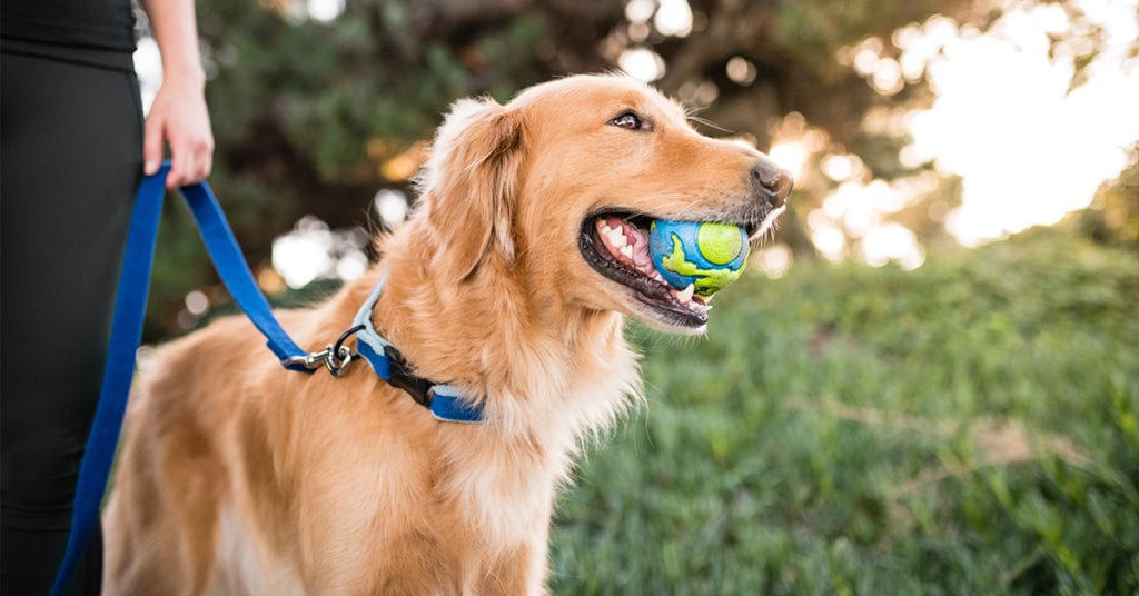 Earth Day is a great excuse to take your dog for an extra long walk