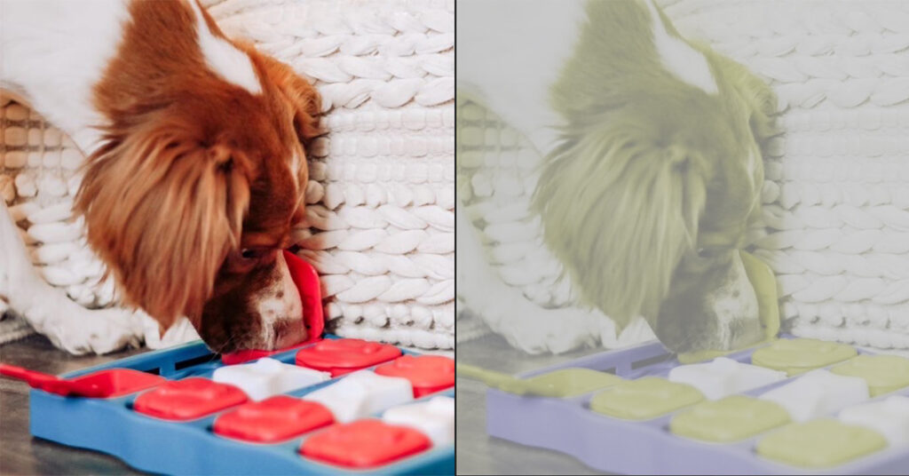 dog-facts-how-dogs-see-color