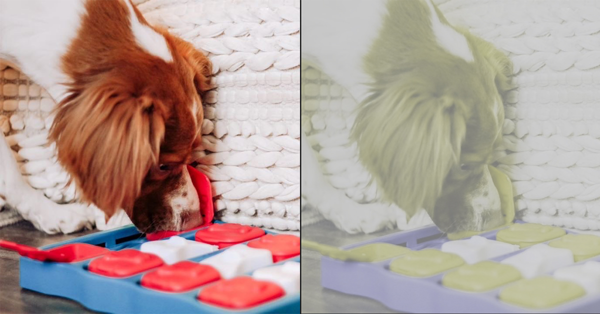 Interesting Dog Facts To Pique Your Curiosity