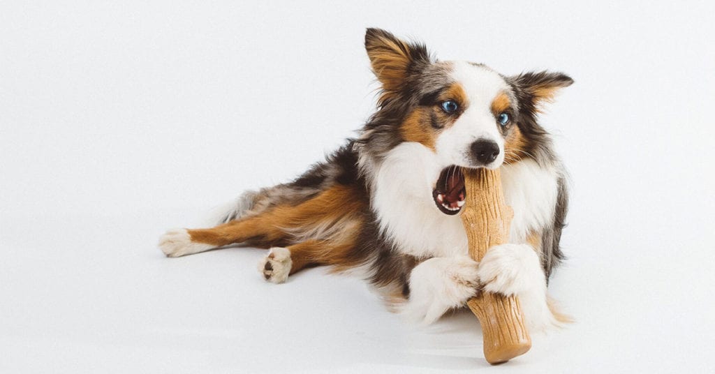 dog with chew toy