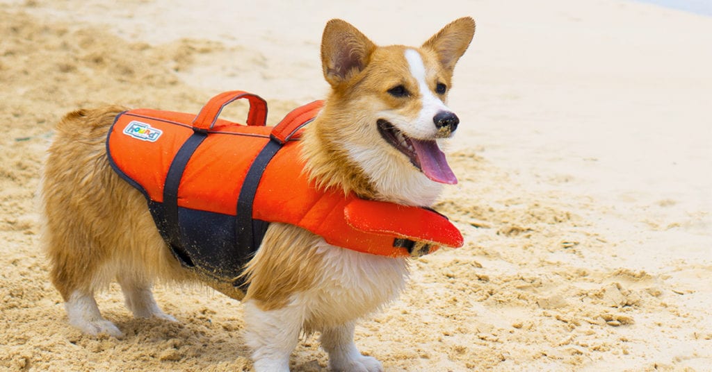 Puppy-pool-party-dog-life-jacket