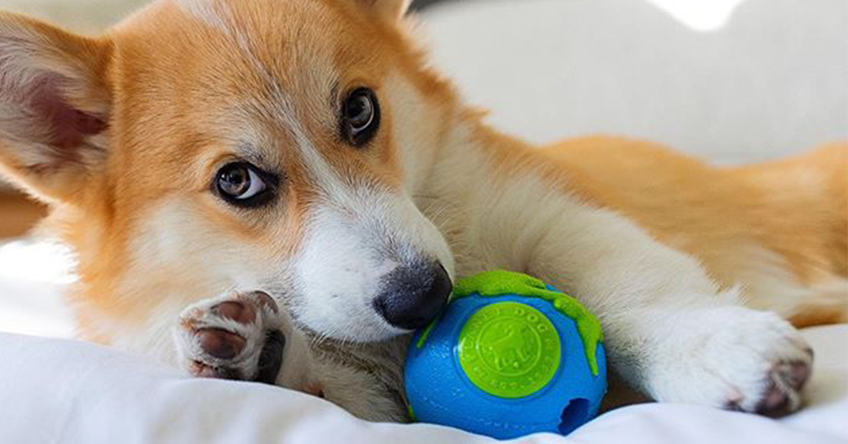 corgi with a planet ball