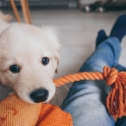 play with your puppy. puppy enrichment toys