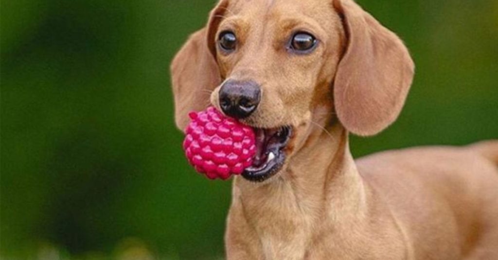 Planet-Dog-Raspberry-Earth-Day