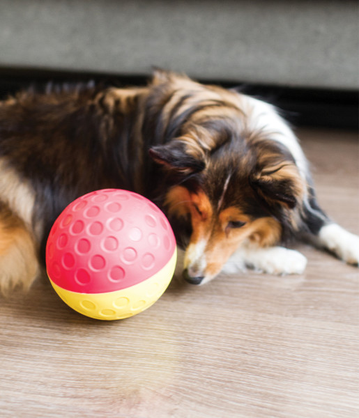 5 of the Best Dog Games