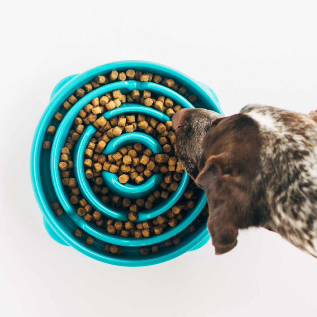 is grain free dog food better