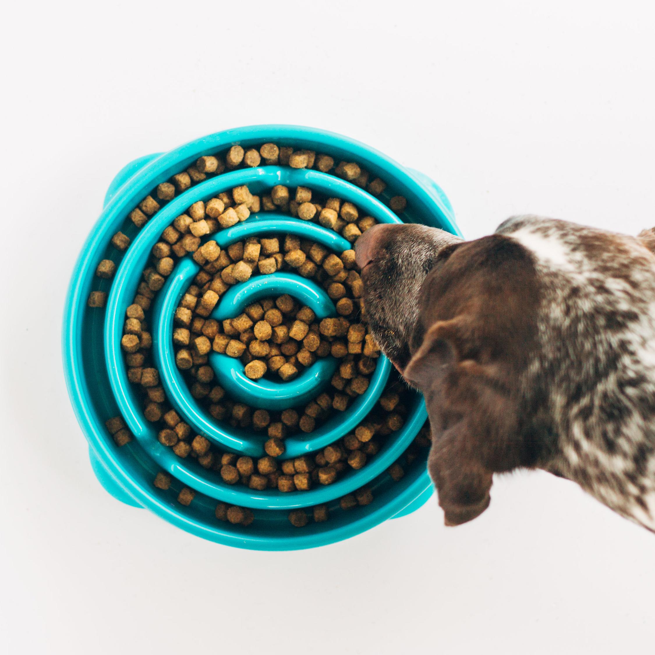 Fun Feeders are great to bring with you on a road trip with a dog