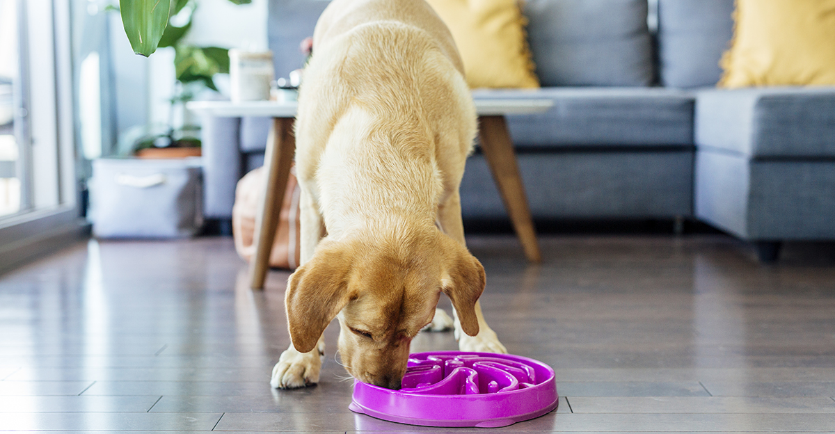 dog eating out of a food puzzle