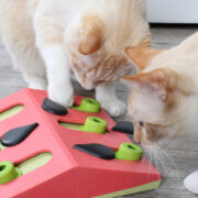 mental stimulation for cats. melon madness interactive cat toy
