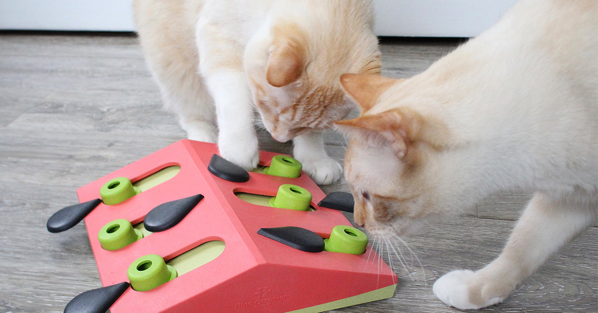 melon madness interactive cat toy