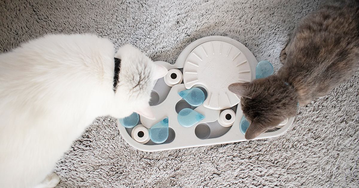The 3 Best Cat Puzzle Toys & Interactive Cat Games