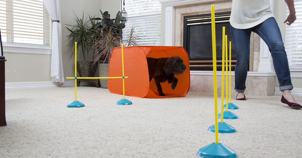 indoor dog activities