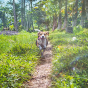 beagle running in grass. foxtails and dogs