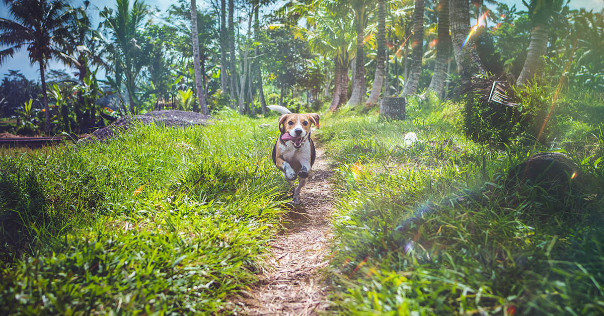 Keep This Pesky Plant Away From Your Pup