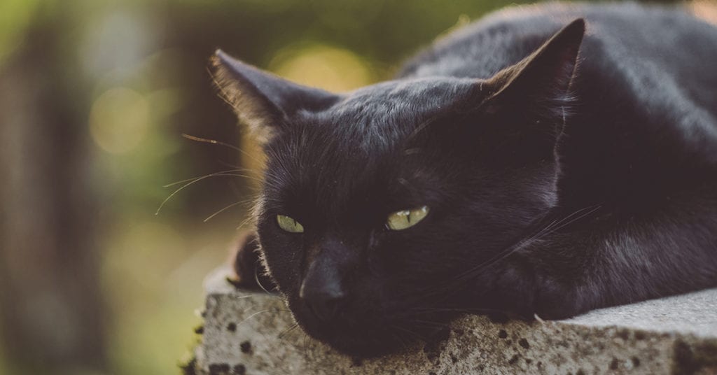 black cat
