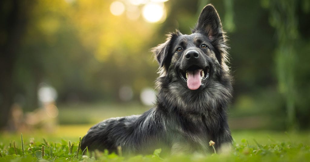 black dog syndrome