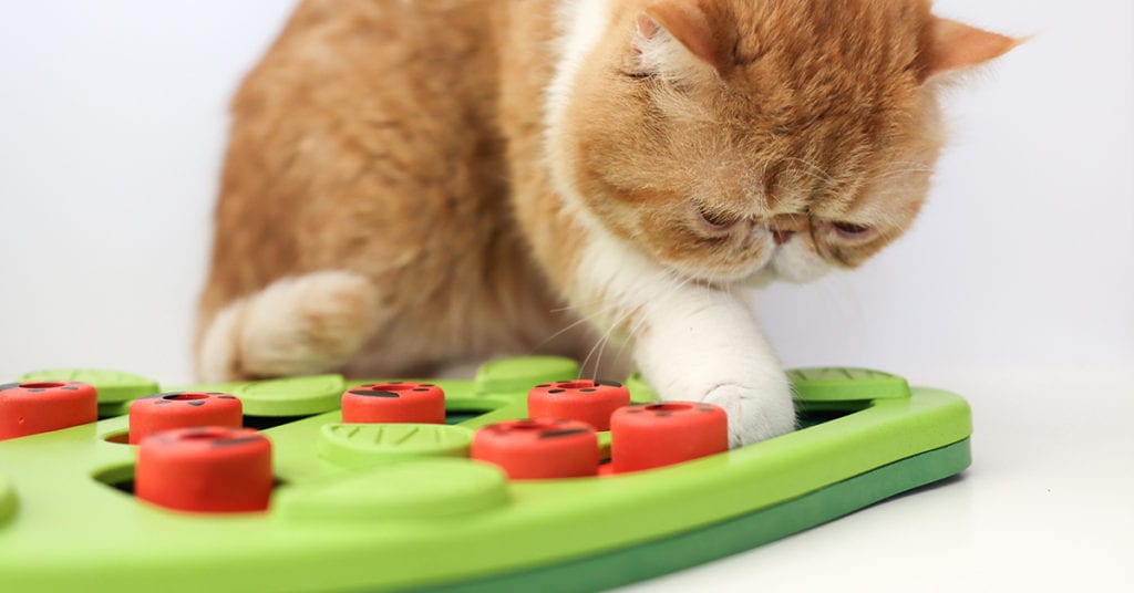 interactive cat games