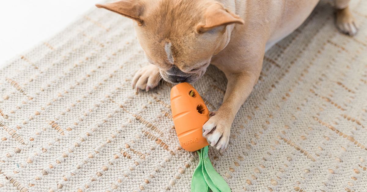 how to keep your dog from being bored when home alone
