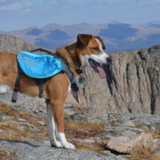 dog wearing a backpack for dogs outward hound