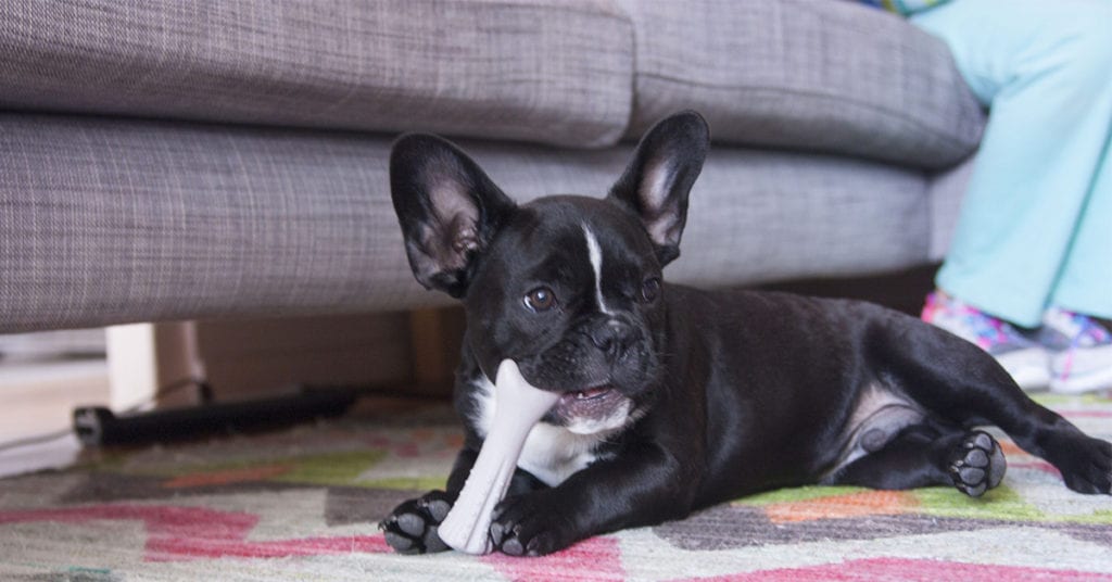 the Deerhorn chew toy can help soothe stress in pets
