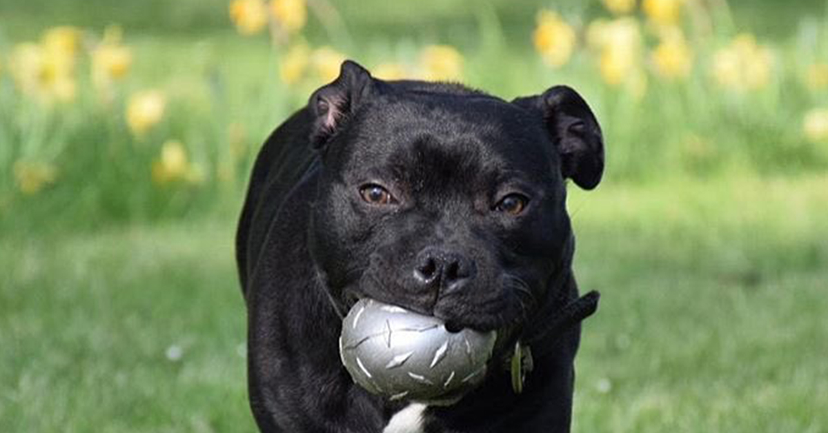dog toys for strong chewers