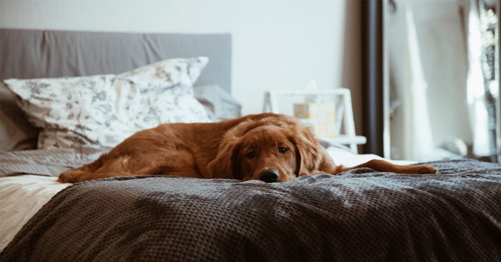 dog in a bed