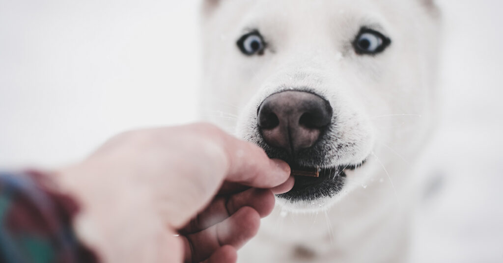 dog eating high value dog treat