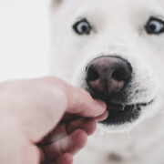 dog eating high value dog treat