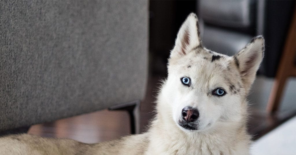 dog-facts-dog-head-tilt