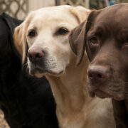 black dog syndrome