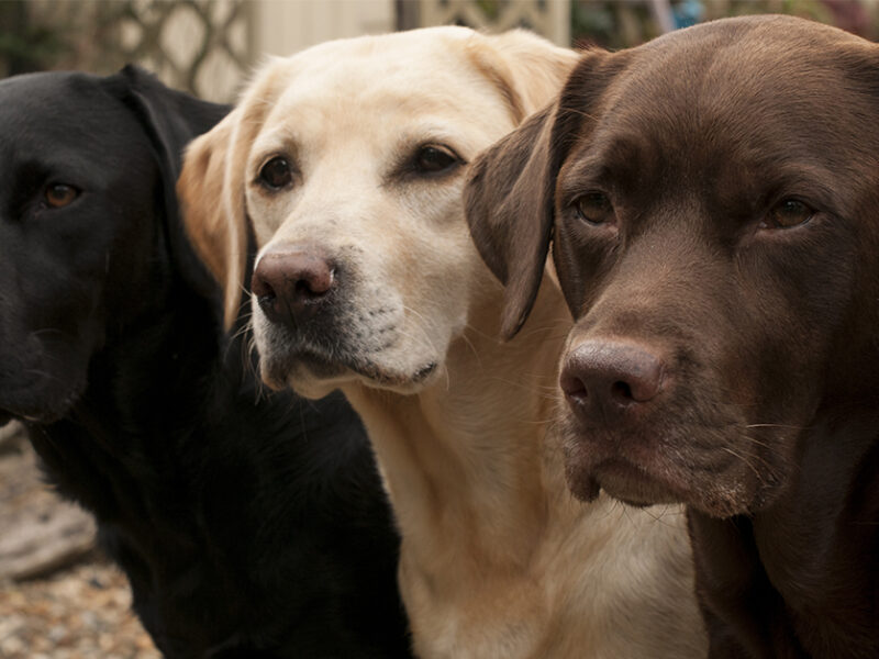black dog syndrome