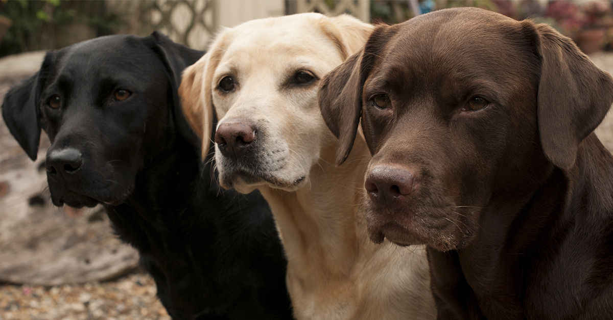 Does Black Dog Syndrome Exist? Researchers Are Divided.