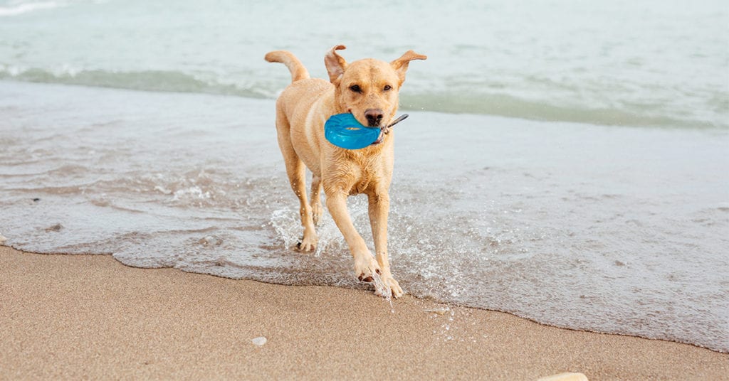The Orka Tire is one of the best outdoor dog toys