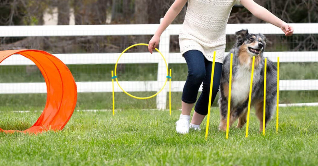 The Outdoor Agility Kit is one of the best outdoor dog toys