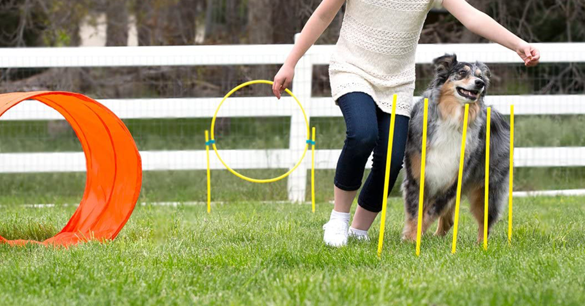 10 Outdoor Dog Toys You And Your Pooch Will Love