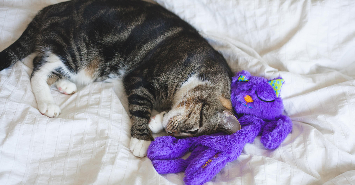 Cat Won’t Sleep At Night? There’s A Solution!