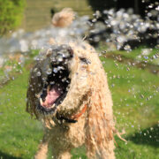 summer activities for dogs