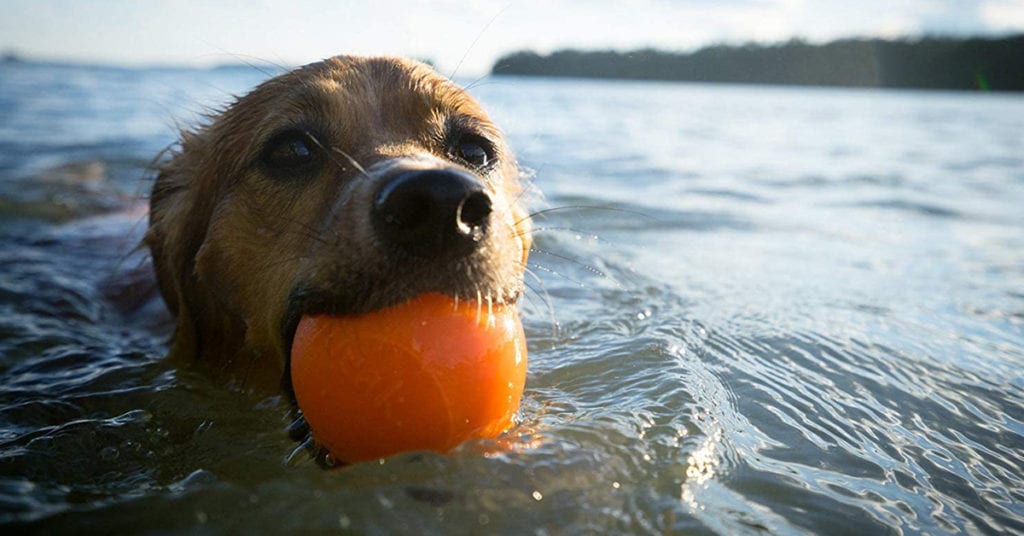 The Squeak ball is one of the best outdoor dog toys