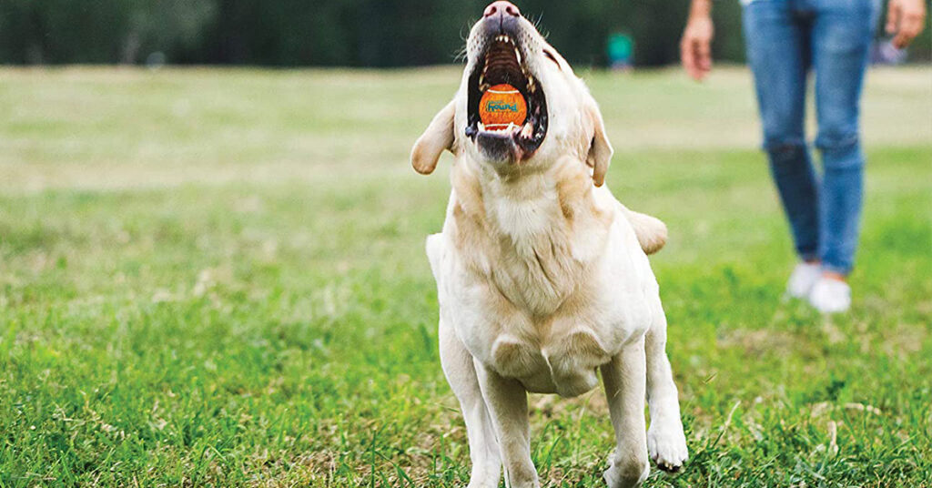 Squeaker Ballz are some of the best outdoor dog toys