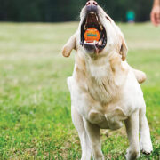 dog playing fetch with squeaky toys
