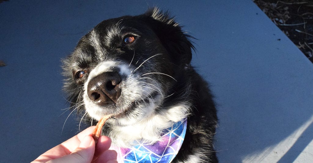 what-flavors-do-dogs-taste