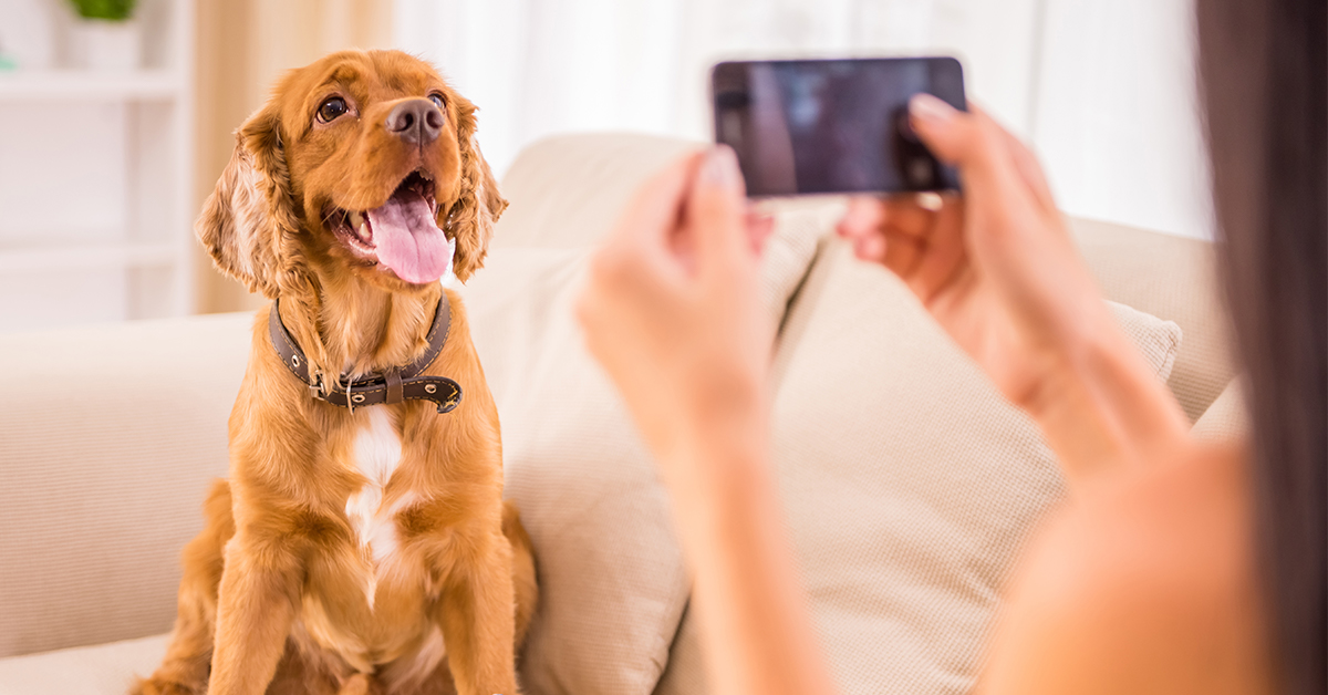 8 Dog Tiktok Accounts To Follow