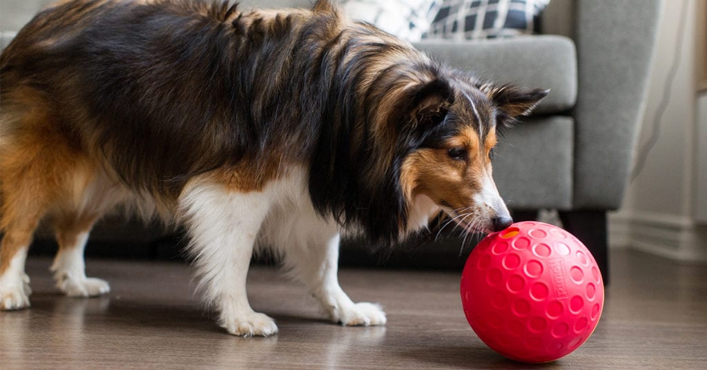 treat dispenser for dogs